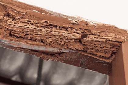 木材腐朽菌の発生(木材の腐食)